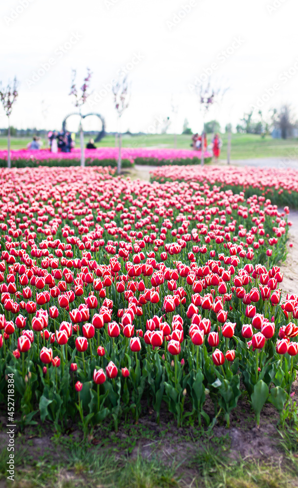 Field with planted red tulips