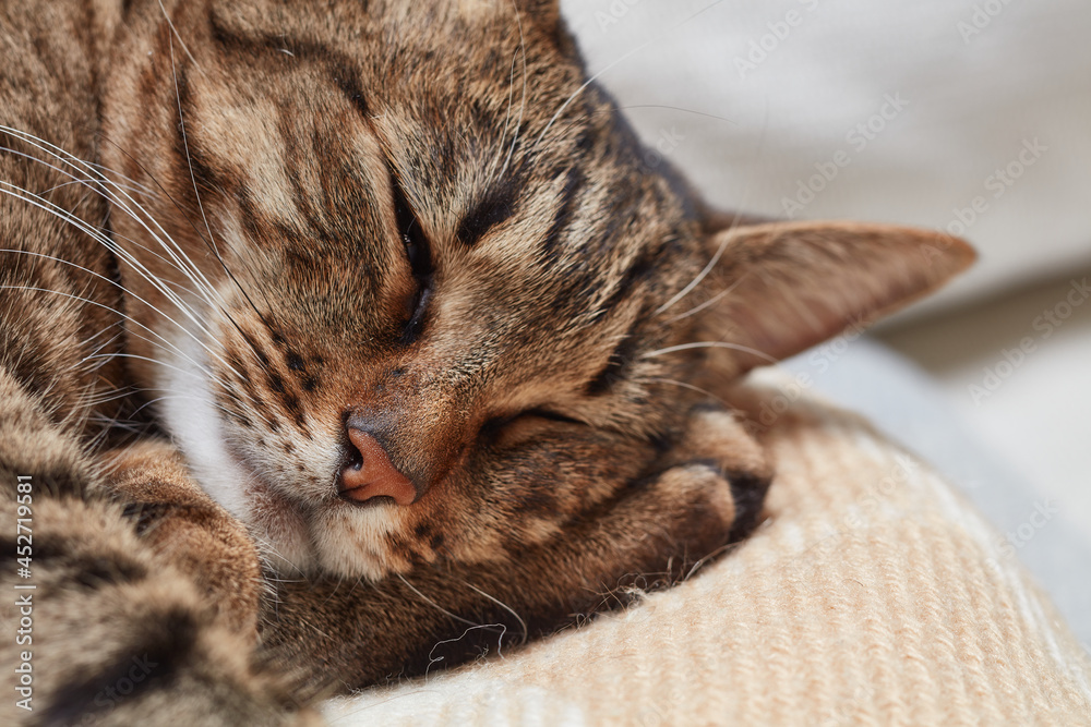 Beautiful short hair cat sleeping on the sofa at home. Close up portrait of a cat. The muzzle of a brown domestic cat. Lying cat tabby funny and playful. Selective focus. Beautiful short hair cat sleeping on the sofa at home. Close up portrait of a cat. The muzzle of a brown domestic cat. Lying cat tabby funny and playful. Selective focus.