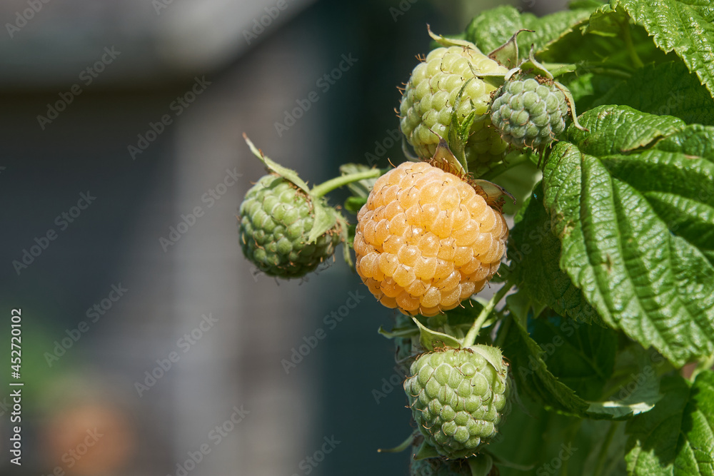 Yellow autumn raspberry ripening in the sun Yellow autumn raspberry ripening in the sun