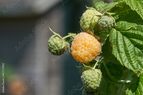 Yellow autumn raspberry ripening in the sun