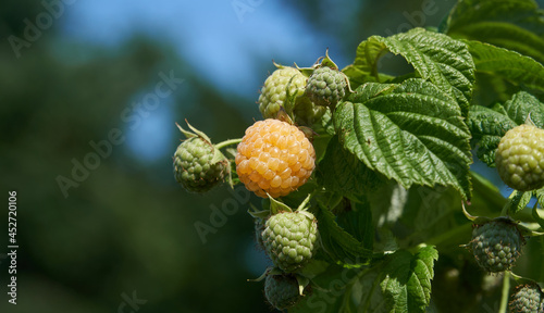 Yellow autumn raspberry ripening in the sun
