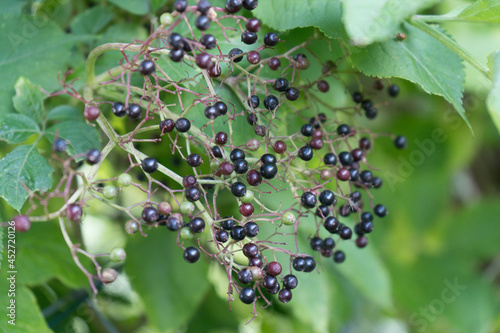 Der Schwarze Holunder (Sambucus nigra) photo