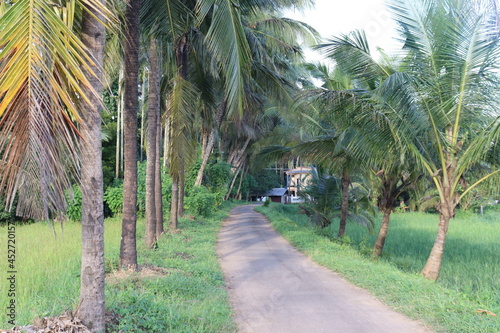 Indian Village road coconut tree and green grass