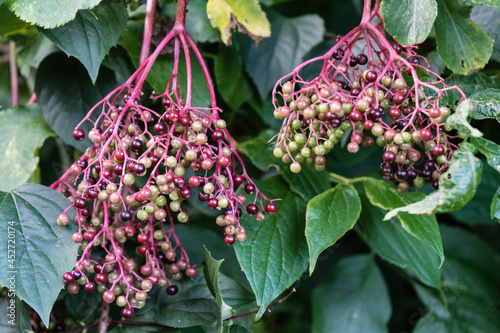 Der Schwarze Holunder (Sambucus nigra) photo