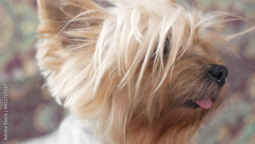 Cute dog portrait with a furry muzzle looking around with his tongue hanging out. Portrait of a brown yoksher terrier dog. Pets are small dogs. selective focus,