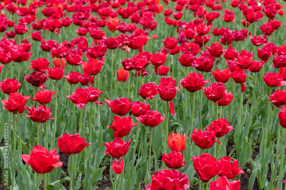 flower bed with red tulips