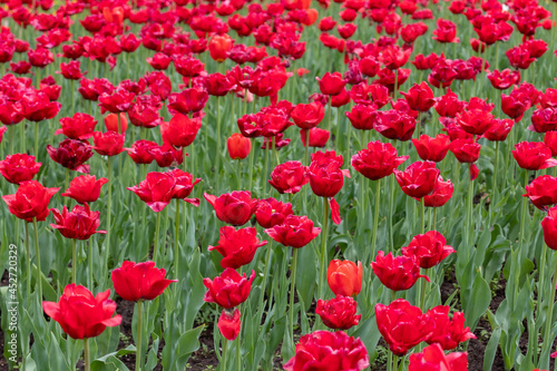 flower bed with red tulips