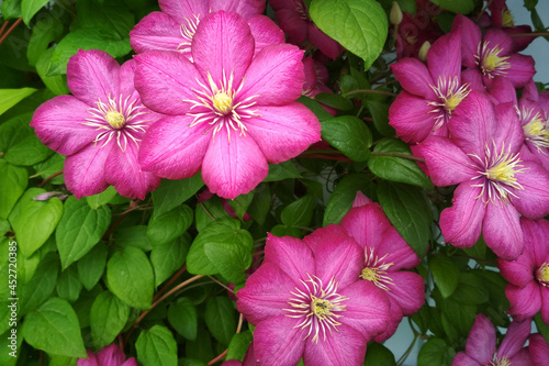 bright pink clematis flowers close-up