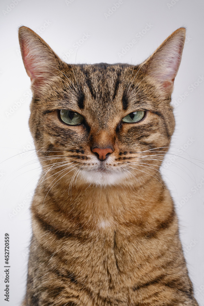 Close up portrait of a serious cat. Muzzle of a cute tabby cat. Selective focus. The muzzle of a brown domestic cat on a white background. 