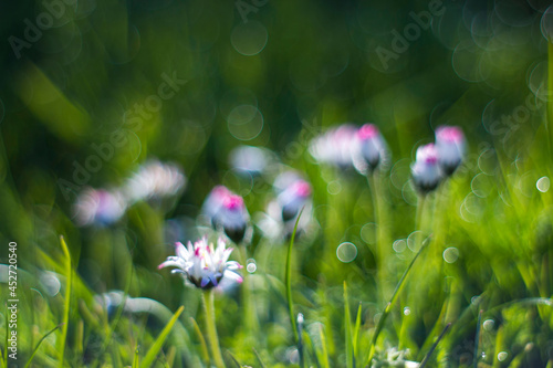 daisy flowers in morning dew with natural bokeh, soft focus © Mira Drozdowski