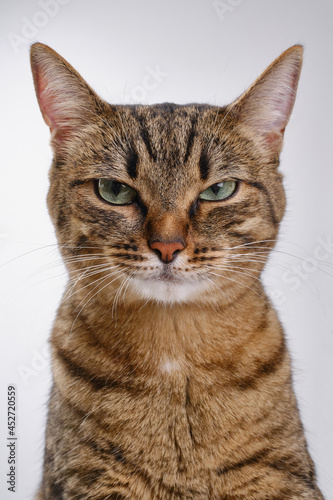 Close up portrait of a serious cat. Muzzle of a cute tabby cat. Selective focus. The muzzle of a brown domestic cat on a white background.  © VLADISLAV