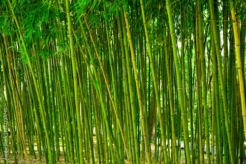 Bamboo thickets in the park, green background with tropical bamboo