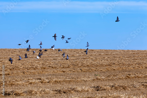 a flock of pigeons flying in the blue sky © rsooll