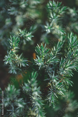 Evergreen juniper background. Photo of bush with green needles 