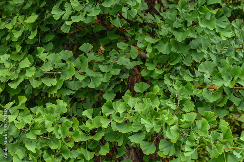 Ginkgo biloba tree green foliage