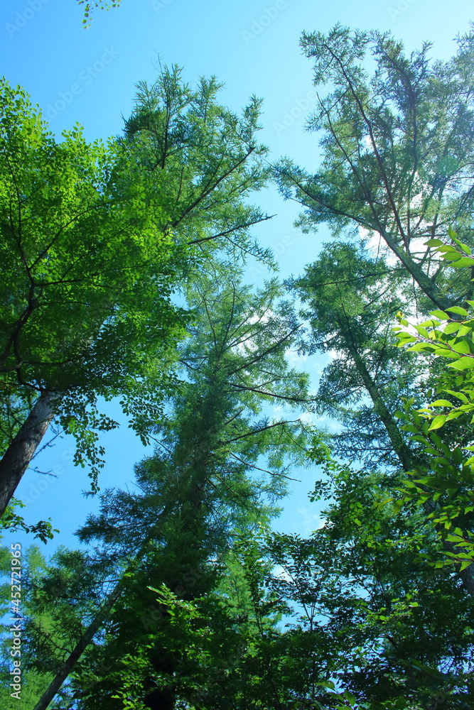 Obraz premium 青空にそびえる木々
