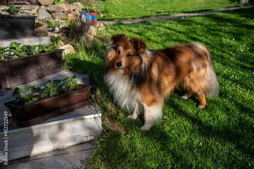 little rusty sheltie standing by the stairs