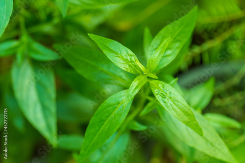 fresh Thai herbal medicine herbs organic plant leaves Andrographis paniculata ( king of bitter, green chiretta ,creat )