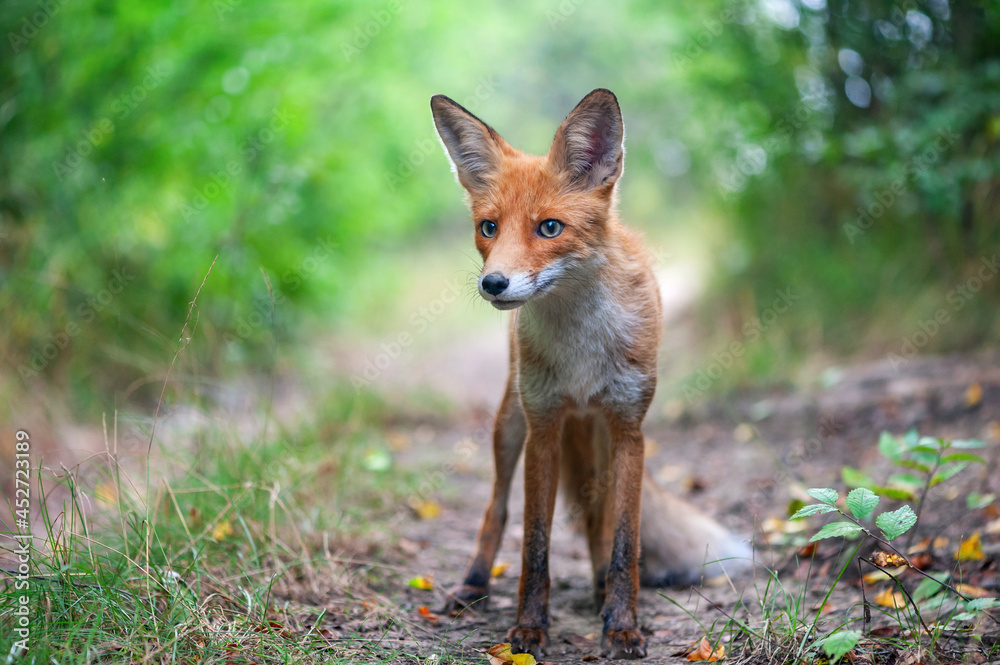 Portrait of a red fox Vulpes vulpes on a beautiful background Portrait of a red fox Vulpes vulpes on a beautiful background