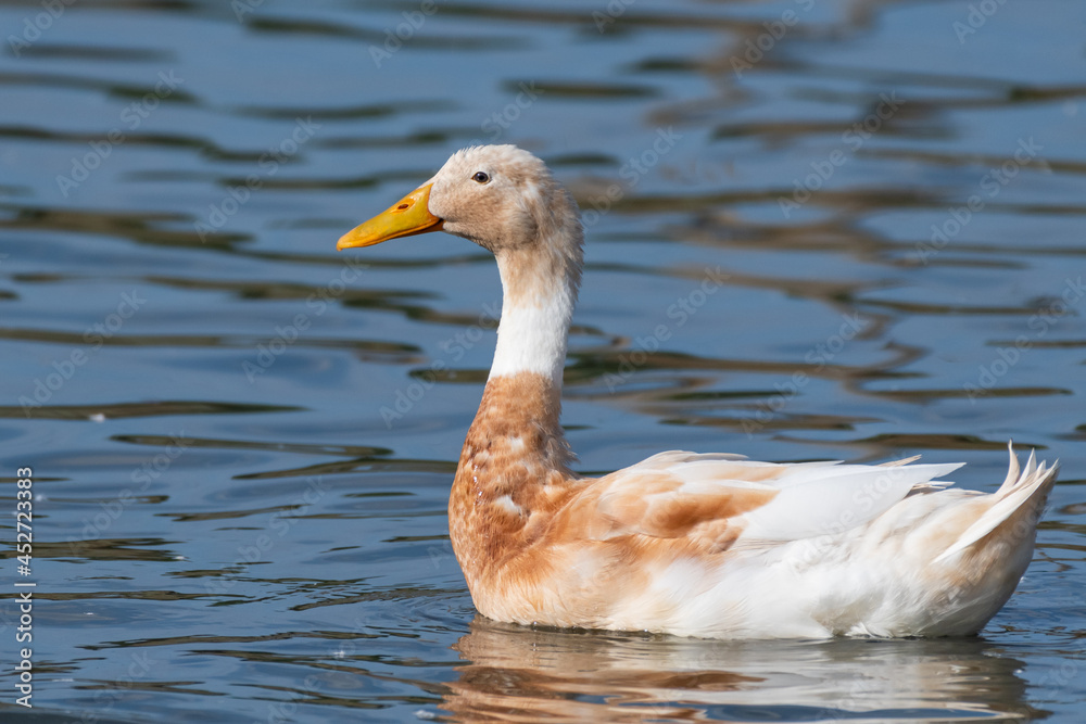 Domestic goose on the river on a hot sunny summer day. Domestic geese swim in the river Domestic goose on the river on a hot sunny summer day. Domestic geese swim in the river