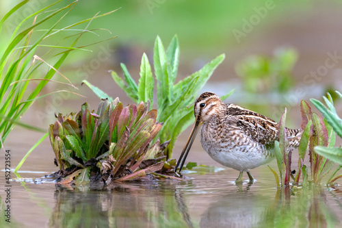 Common Snipe - Gallinago gallinago wader feeding in the water photo