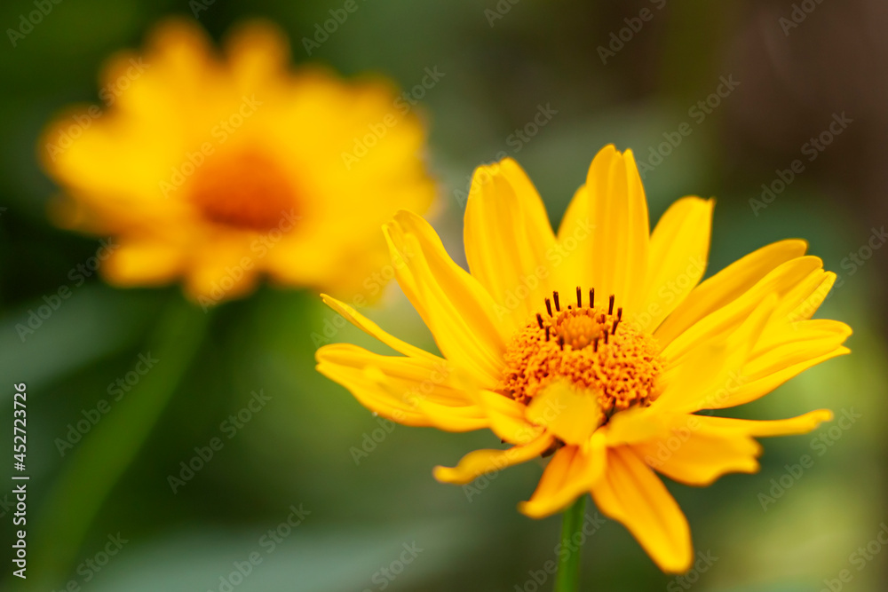 Close-up of beautiful yellow flowers Close-up of beautiful yellow flowers