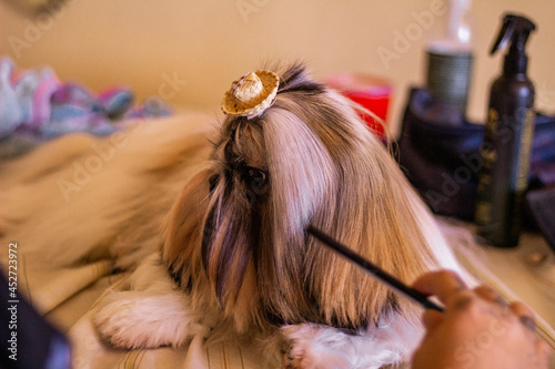 Pet groomer combing dog's hair