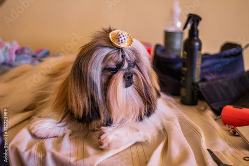 cute shihtzu with hat