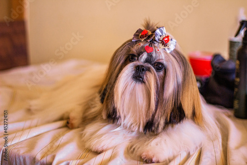 Shihtzu on top of a table