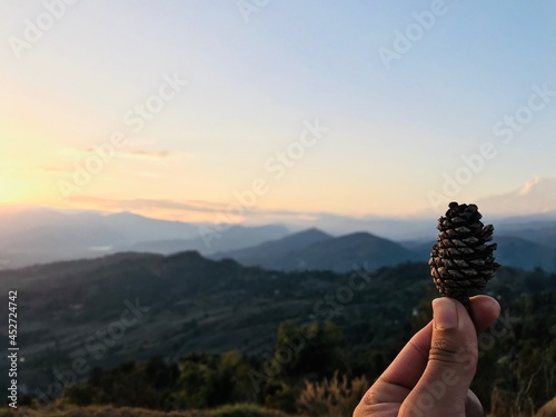 pine cone  in hand