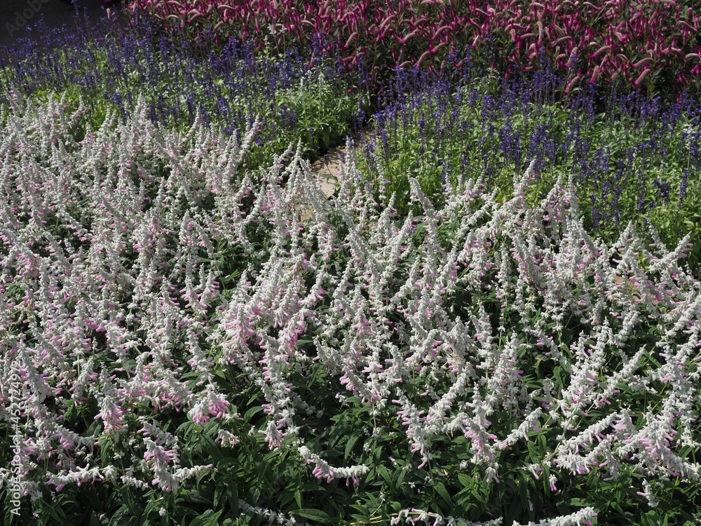 Obraz premium Ashikaga Flower Park in Autumn