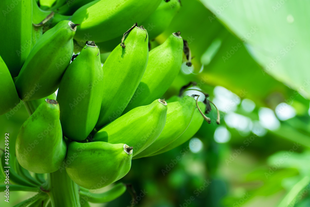 Close up of green bananas on a banana tree in the garden. Pisang Awak bananas in Thailand. Agricultural plantation. Close up of green bananas on a banana tree in the garden. Pisang Awak bananas in Thailand. Agricultural plantation.