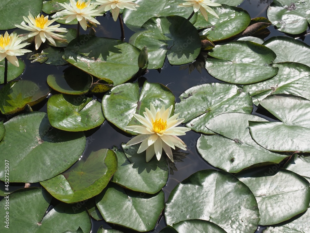 Ashikaga Flower Park in Autumn