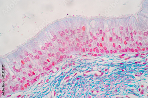 Characteristics of Columnar epithellum cell (Cell structure) of human under microscope view for education in laboratory.
 photo