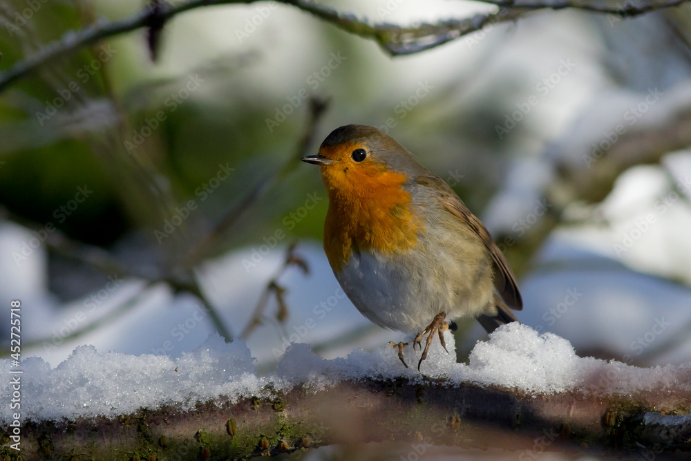 European Robin on Snowy Branch European Robin on Snowy Branch
