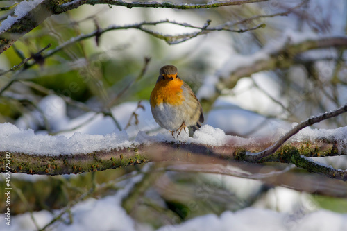 European Robin on Snowy Branch