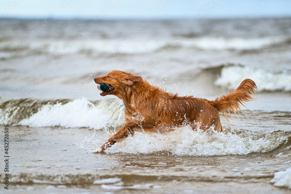 nova scotia duck tolling retriever dog fetching a dummy from the sea nova scotia duck tolling retriever dog fetching a dummy from the sea