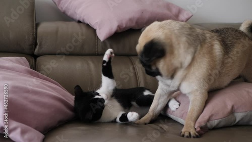 Cat and dog wrestling