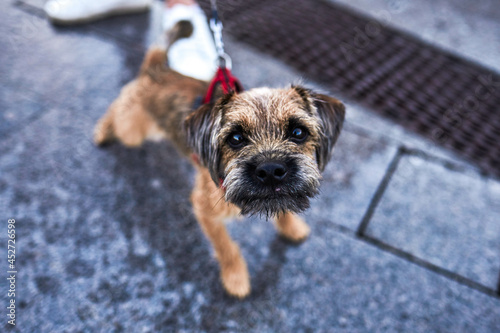 a little dog Border Terrier puppy brouwn dog on the outside photo