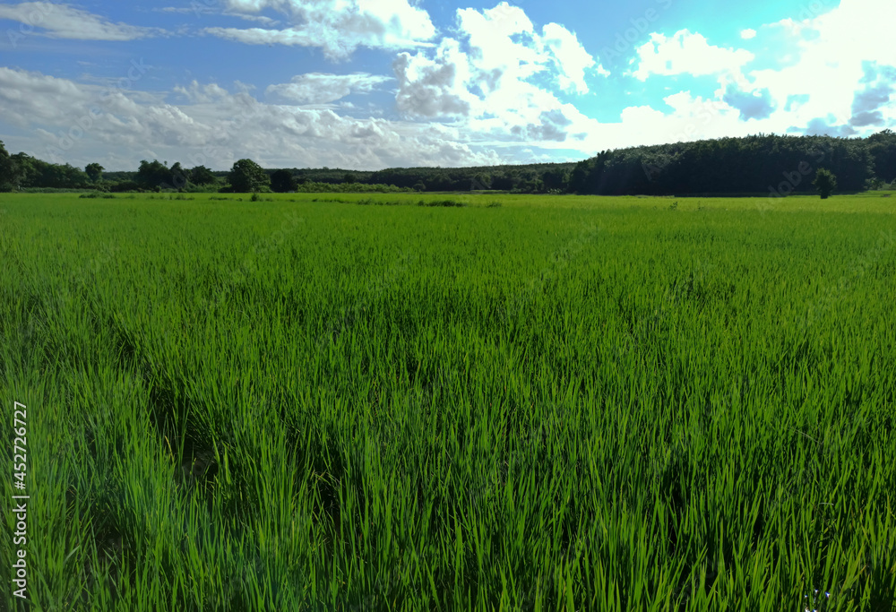 rice field in the big forest