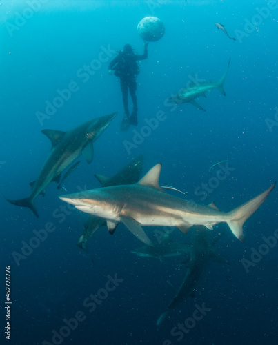 Blacktip  Zambezi  Shark in South Africa