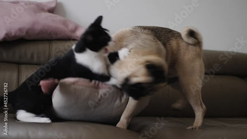 kitten and pug fighting