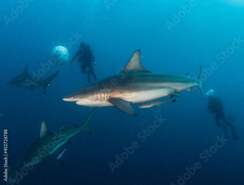 Blacktip  Zambezi  Shark in South Africa