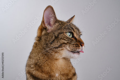 Close up portrait of a brown domestic cat stick out tongue. Muzzle of a cute tabby cat licking lips. Selective focus. 