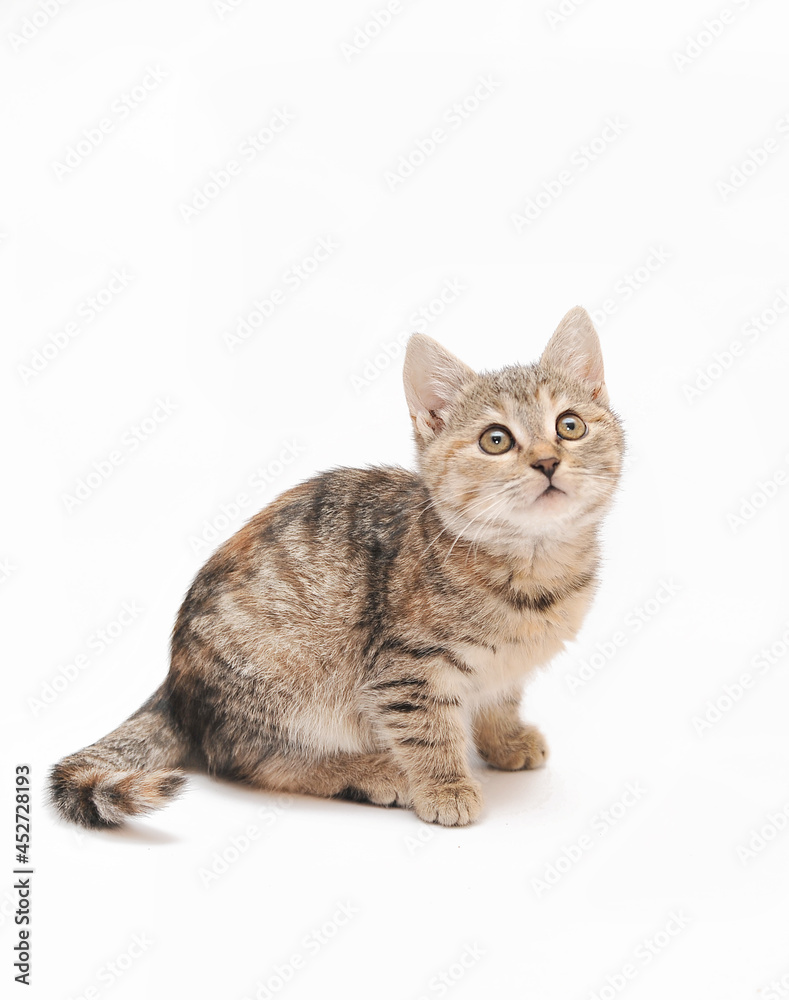 british kitten isolated on white