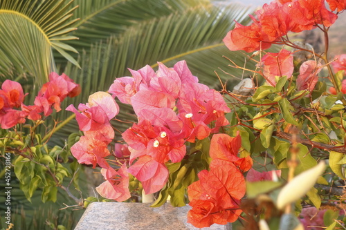 Flores hermosas y pintorescas en Methoni, Grecia