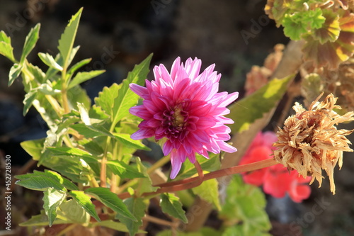 Flores hermosas y pintorescas en Methoni, Grecia