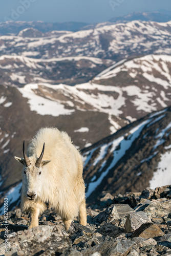 Mountain Goat in Colorado Mountains
