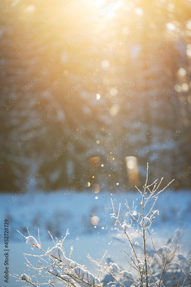 Winter background with snowy branches, diamond dust ice crystals glittering in sunlight
