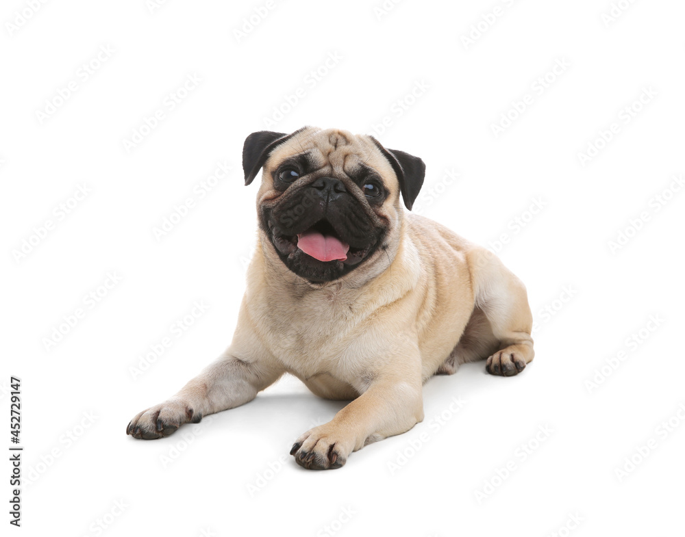 Cute pug dog lying on white background